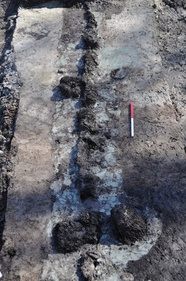 En velbevaret sektion af palisadens egetømmer i bunden af Smededammen. Foto: VejleMuseerne.