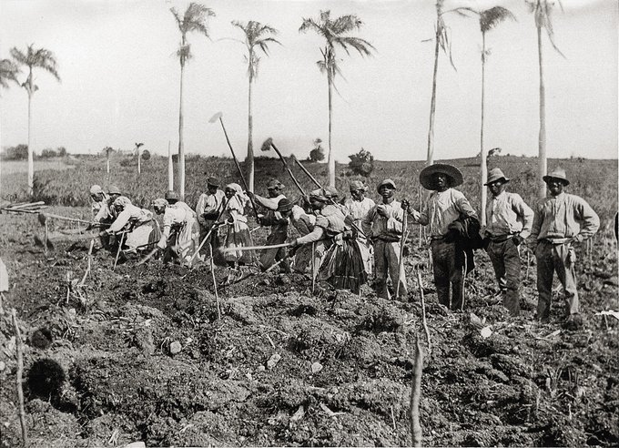 Working women and men under the searing sun on the island of St Croix, c. 1900